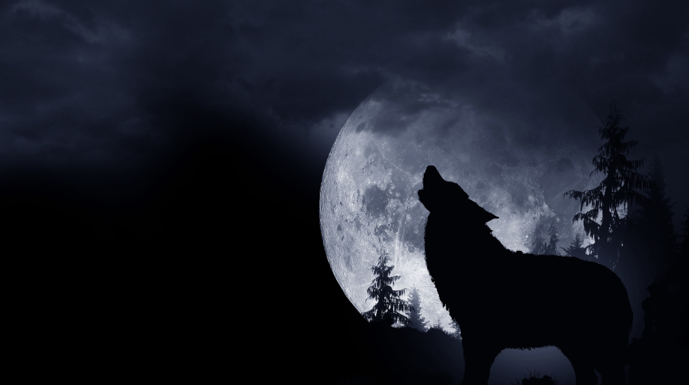 Image of Wattpad Verticals: Para-Romantasy and Werewolf