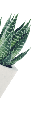 Green leaves in a pot