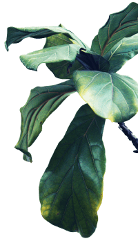 Leaves on a branch