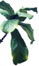 Leaves on a branch