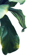 Leaves on a branch